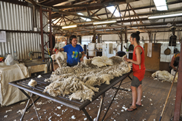 Cooinbil Shearing 039114  © Claire Parks Photography